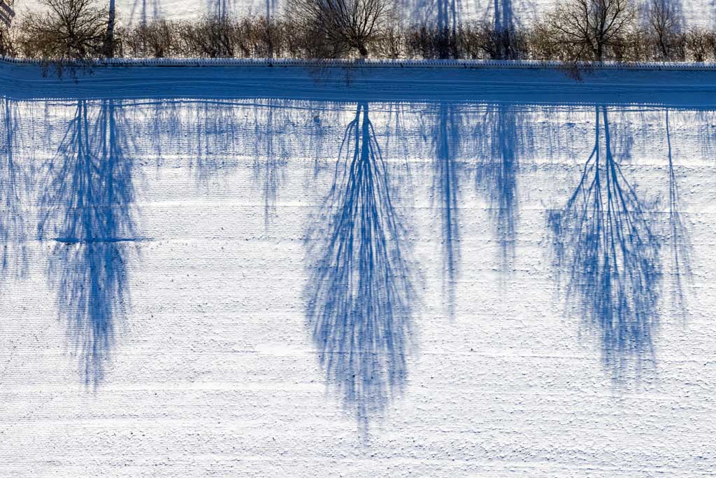 Baumreihe an der Friedhofsmauer