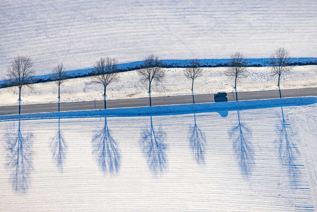 A row of trees casting shadows along the roadside in the snow 