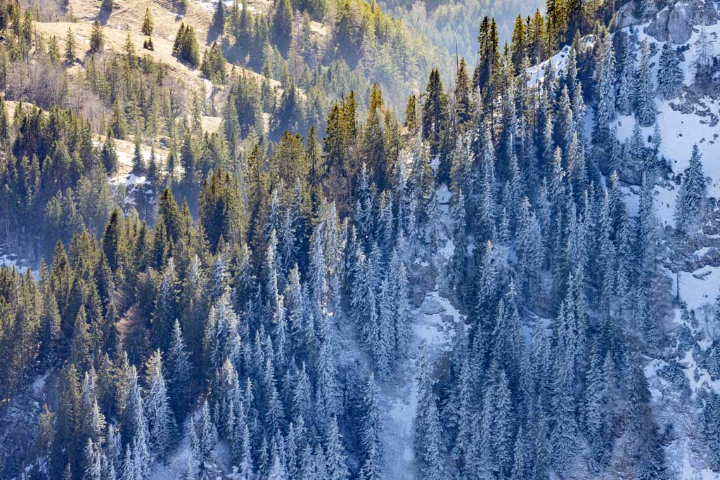 Spruce trees in the shadows and sunlight of the Alps