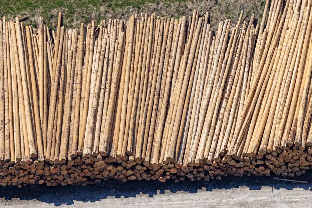 Roundwood logs in the sawmill 