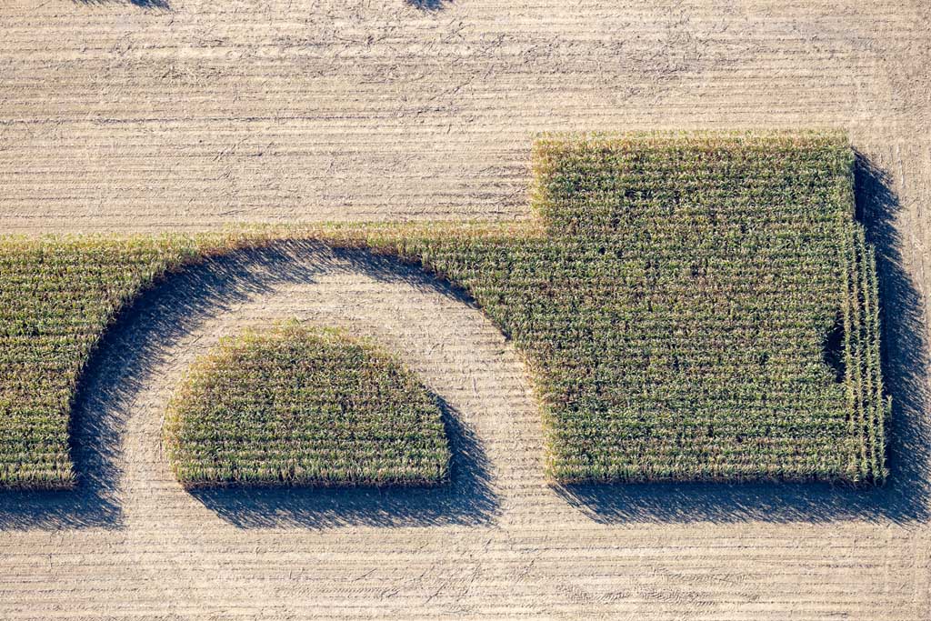 Corn harvest with semicircle