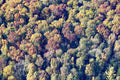 Deciduous forest with autumn colors