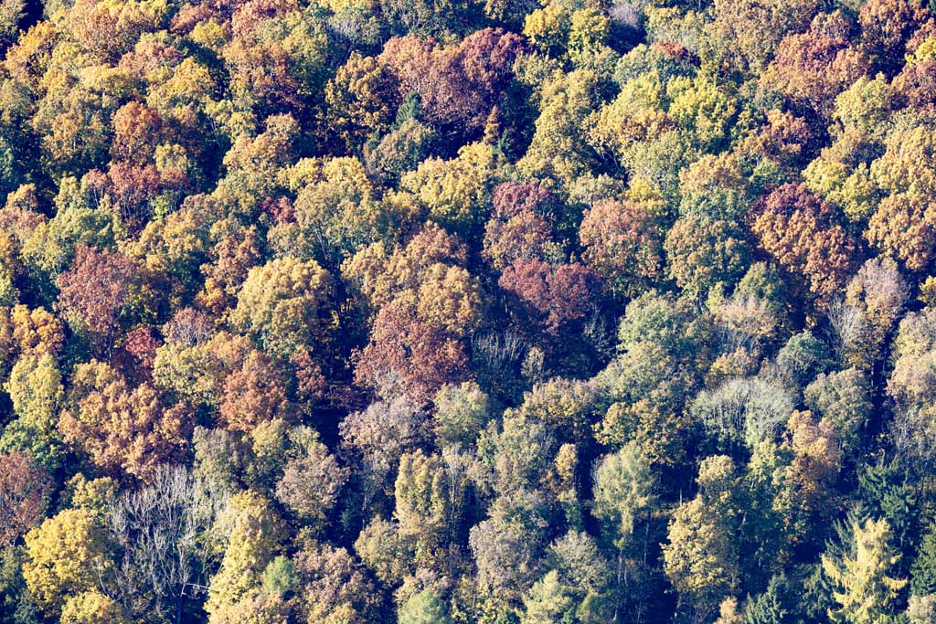 Deciduous forest with autumn colors
