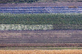 Gemüsefeld in Ismaning