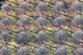Rows of linden trees at the New South Cemetery in autumn 