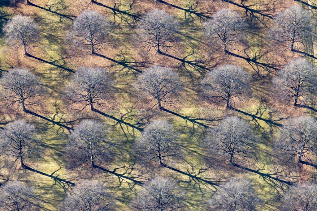 Rows of linden trees at the New South Cemetery in autumn 