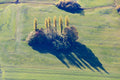 Row of poplars with autumnal colors 