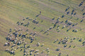 flock of sheep with shepherd 