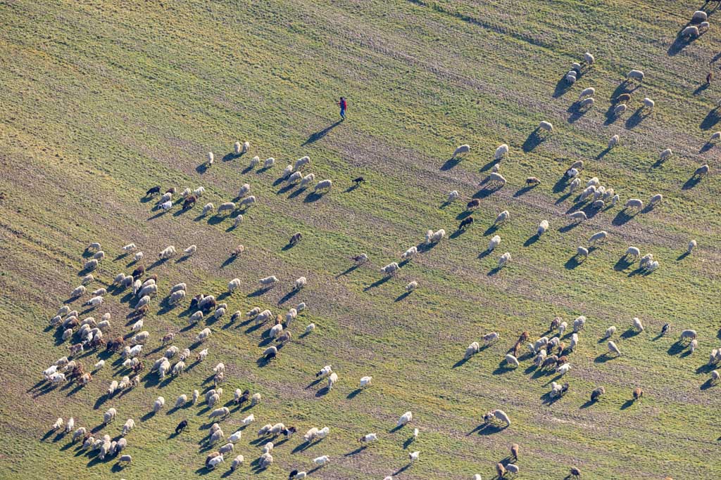 flock of sheep with shepherd 