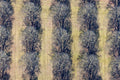 Rows of linden trees at the New South Cemetery await spring. 