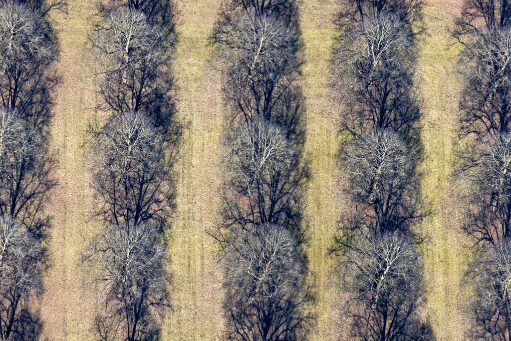 Rows of linden trees at the New South Cemetery await spring. 