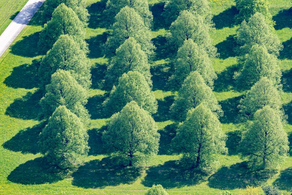 Rows of linden trees at the new South Cemetery in spring 