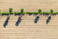 Vier Bäume in Agrarlandschaft