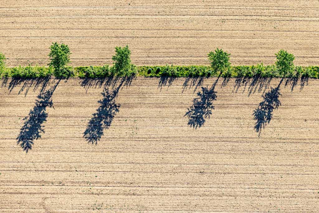 Vier Bäume in Agrarlandschaft