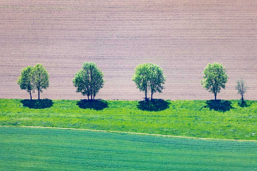 Baumreihe in Agrarlandschaft