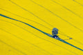 Chestnut tree with field chapel amidst blooming rapeseed fields 