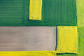 Rectangular agricultural landscape with rapeseed in bloom