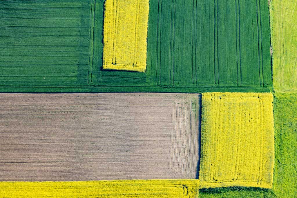 Rectangular agricultural landscape with rapeseed in bloom