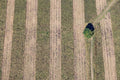 Feldweg mit Baum