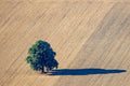 Deciduous tree in the stubble field 