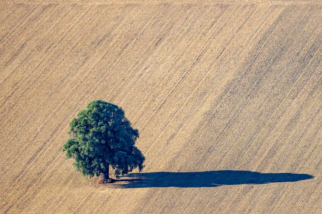 Deciduous tree in the stubble field 