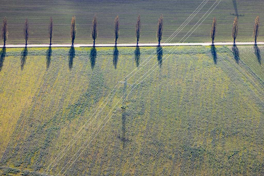 Row of poplars under power line 