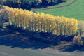 Row of deciduous trees with autumnal colors 