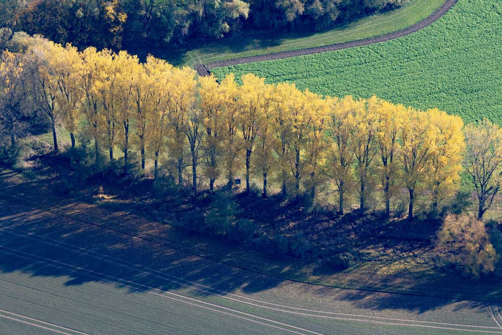 Row of deciduous trees with autumnal colors 