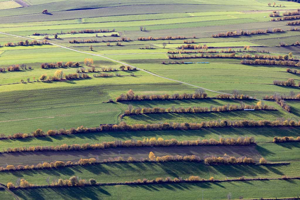 Hedgerow landscape in autumn 