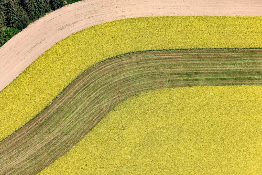 Field strip with rapeseed