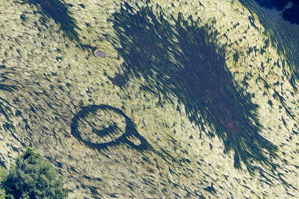 Algal bloom with strange structures in the river 