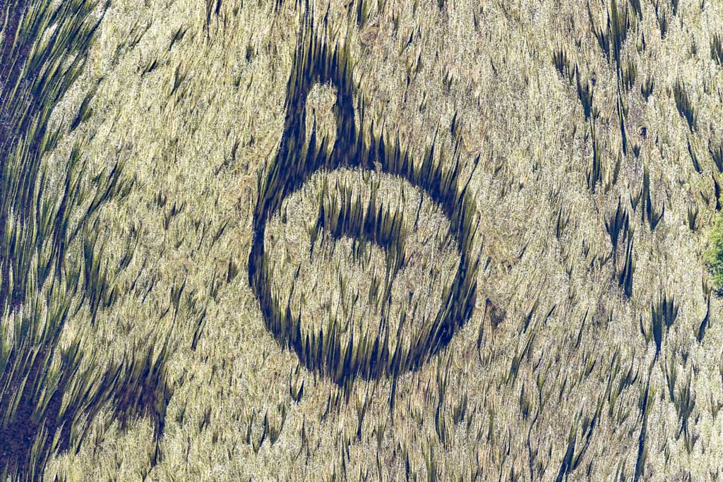 Algal bloom with strange structures in the river 