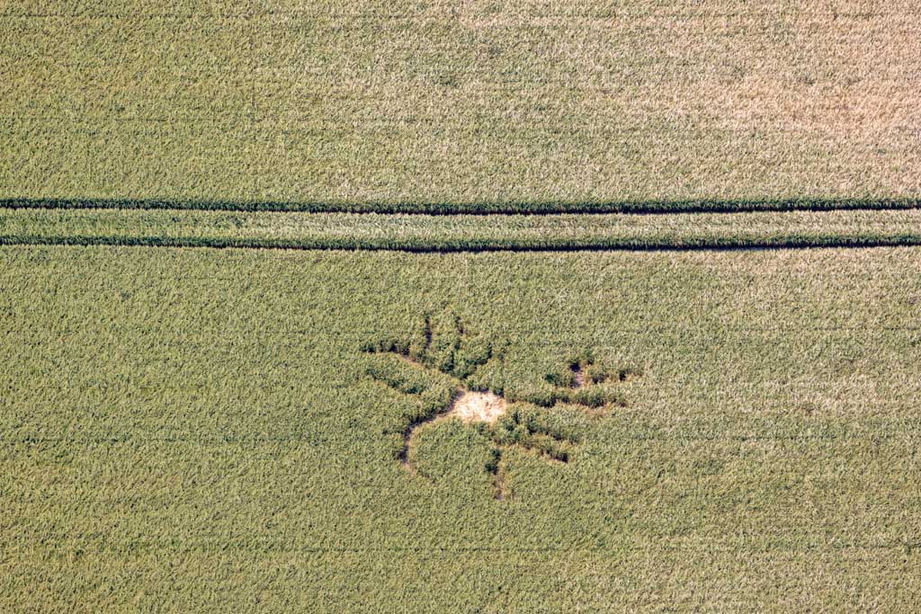 Tierspuren im Gerstenfeld