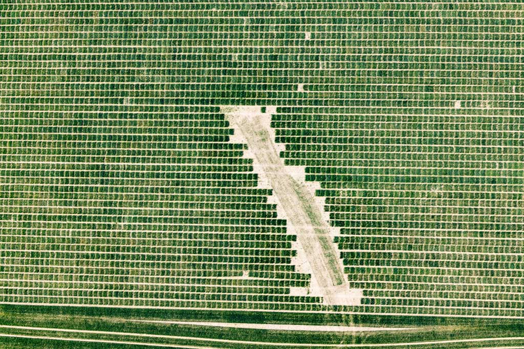 Seed breeding field
