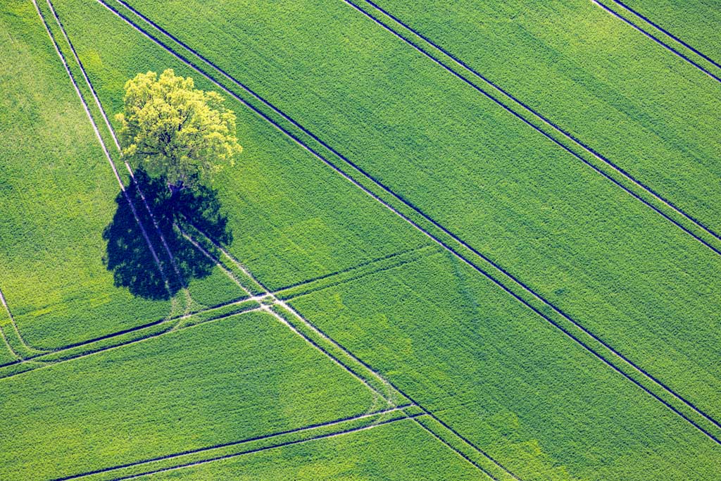 Einzelbaum