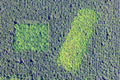 Deciduous trees in the coniferous forest