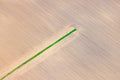 Grüner Streifen