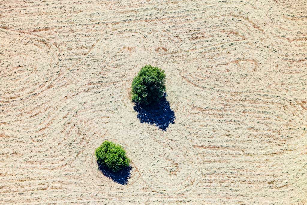 Two Trees
