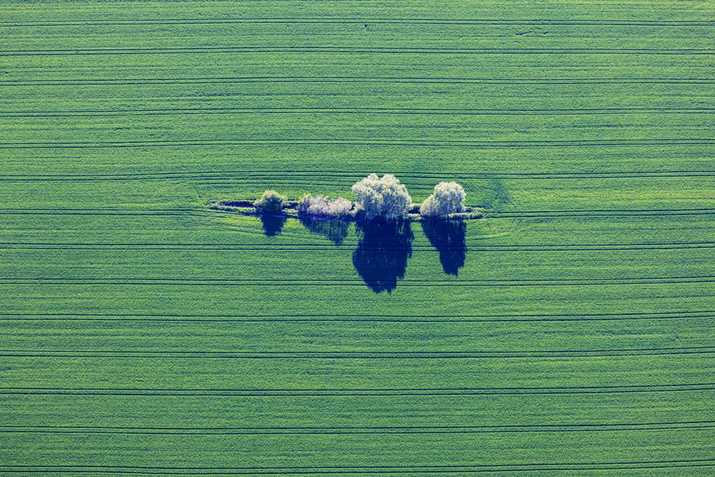 Grüne Insel im grünen Getreidefeld