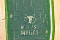 Corn Maze Wagyu Beef