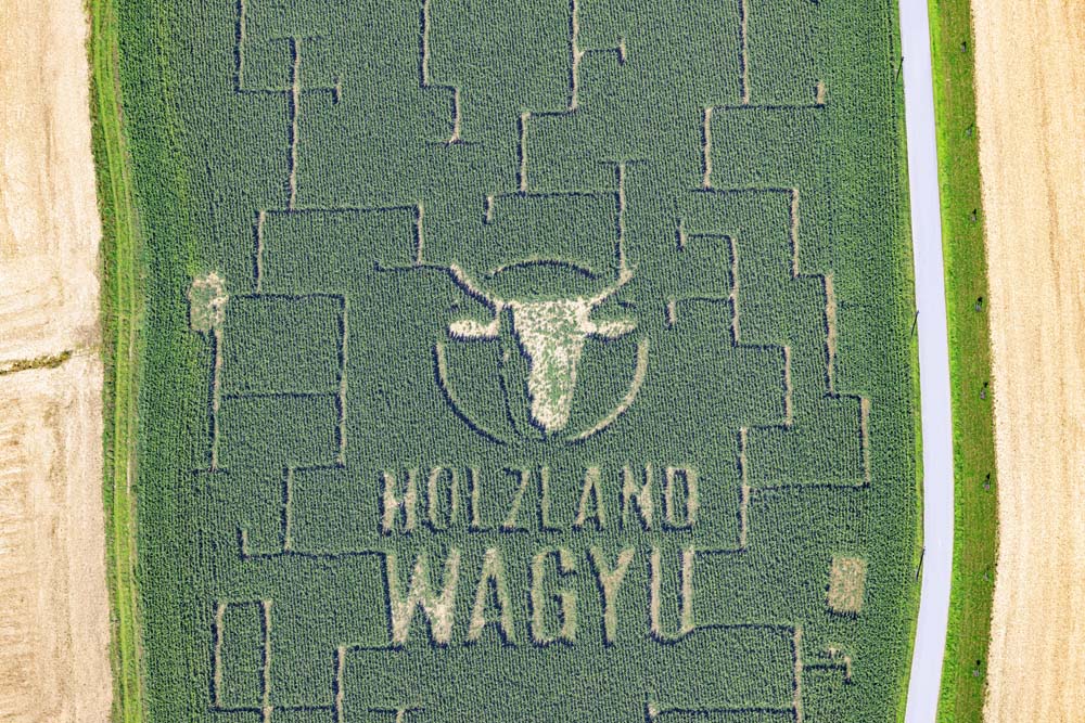 Corn Maze Wagyu Beef