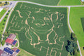 Corn Maze as a Pig