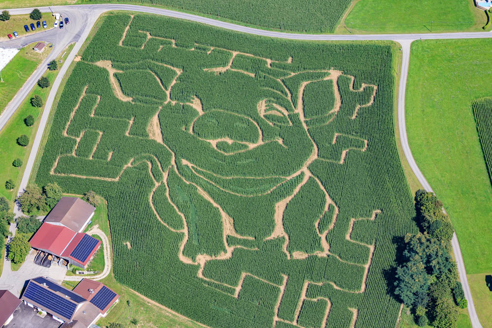 Corn Maze as a Pig