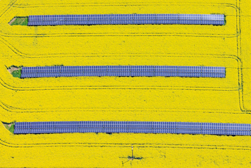 Agri-PV im blühenden Rapsfeld