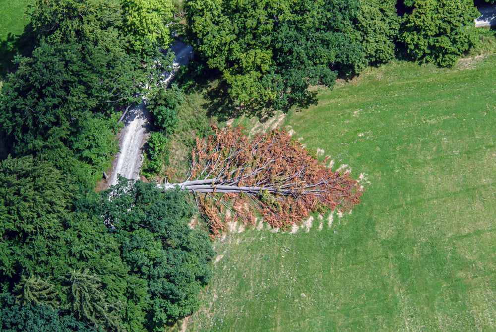 Gefallener Baum
