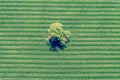 Baum im Maisfeld