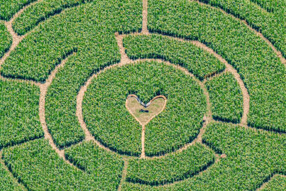 Maislabyrinth mit Herz