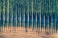 Schatten am Rand des Hopfenfeldes