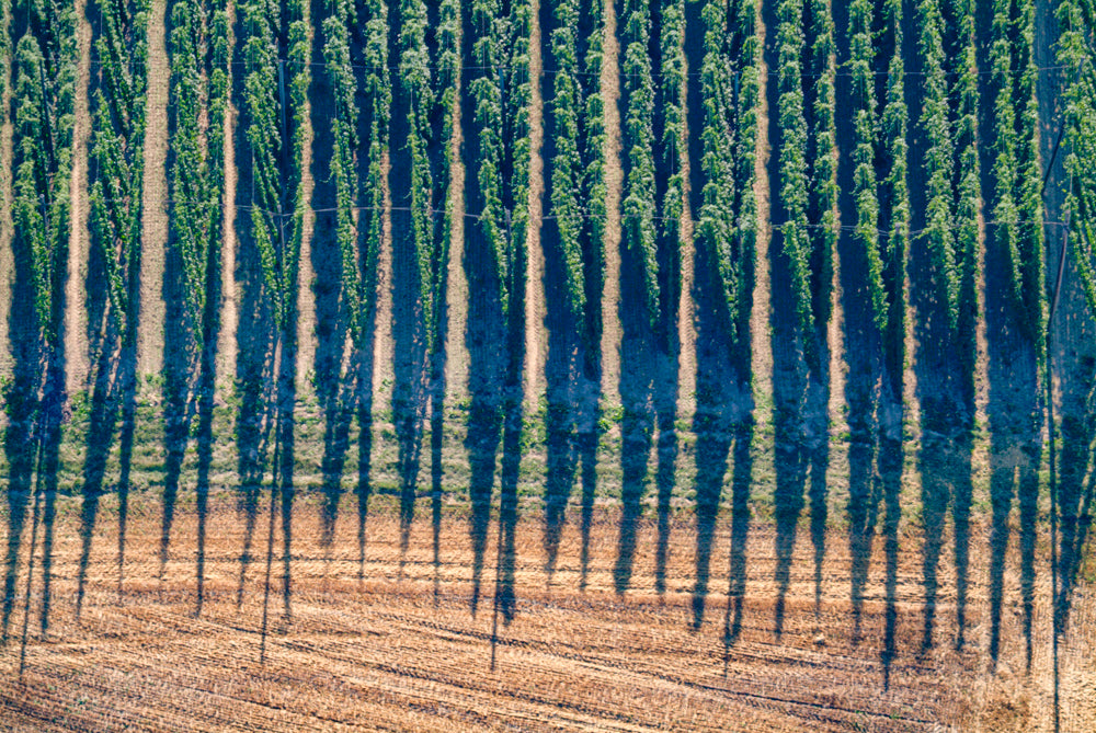 Schatten am Rand des Hopfenfeldes