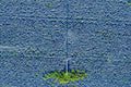 Schattenwerfender Strommast im Blaukrautfeld